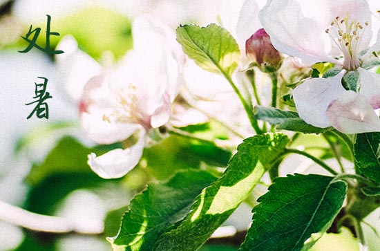 2024年农历几号处暑 2024处暑这天宜做什么 2024年农历几号处暑 2024处暑这天宜做什么