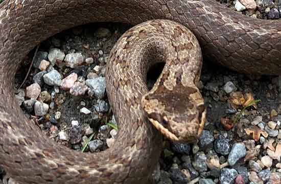 2024属蛇未来三年运势大揭秘   属蛇人未来三年运势如何