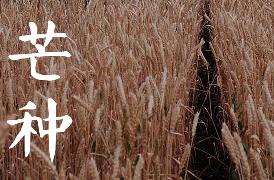 芒种后可以种冬瓜吗 芒种有什么风俗