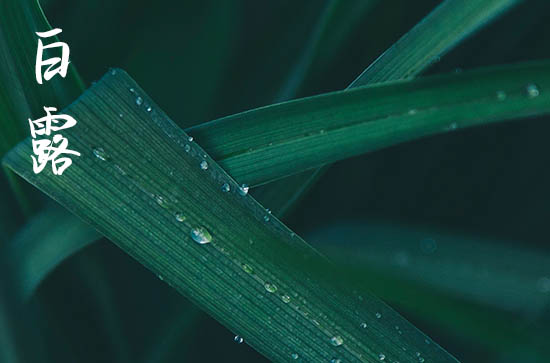 白露是2024的几月几日 2024年白露弄养鱼好吗