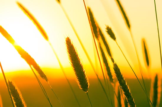 三伏天过后就凉快了吗   三伏天怎么防暑降温