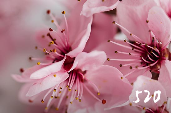 2025年5月20日520网络情人节当天结婚好吗 2025年520网络情人节是结婚吉日吗