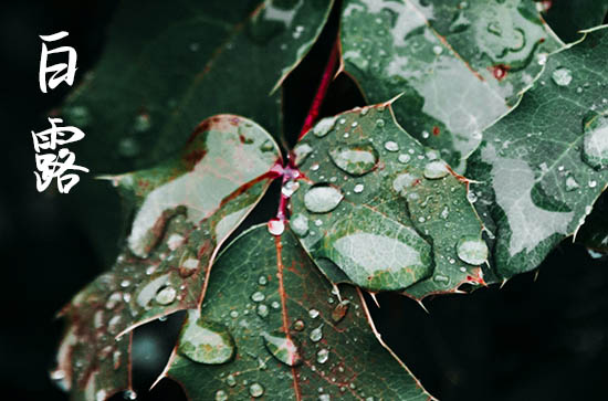 白露节气的寓意和传统 白露物候特点