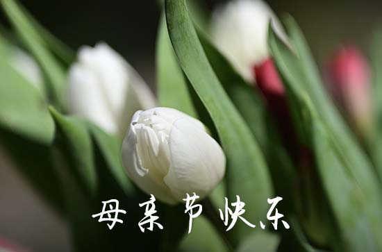 母亲节送玫瑰花文案祝福语（110句）
