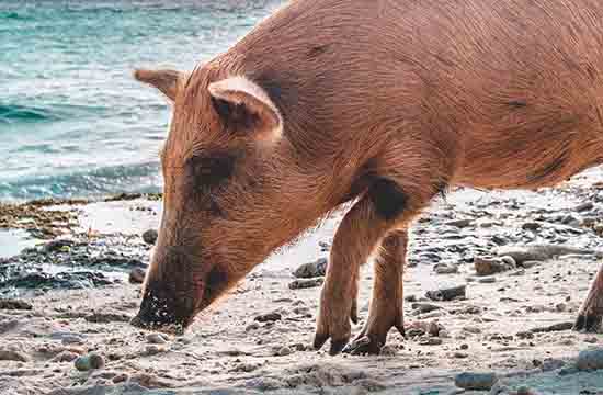 2025属猪修补破洞最好吉日 2025年属猪修补破洞吉日一览表