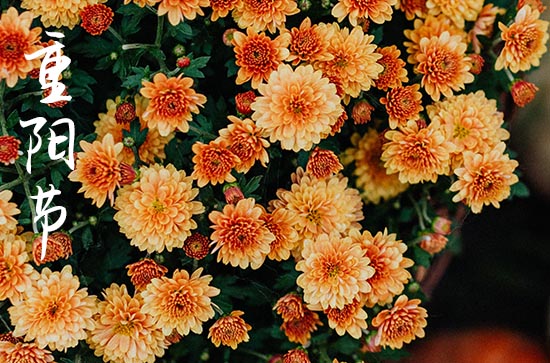 今年老人节是几月几号2023