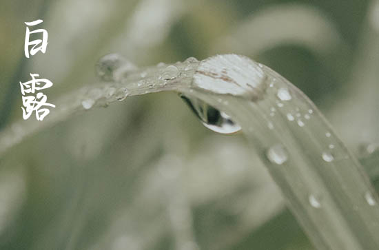 2024年白露是具体哪一天 2024年9月7日白露这天适合养狗吗