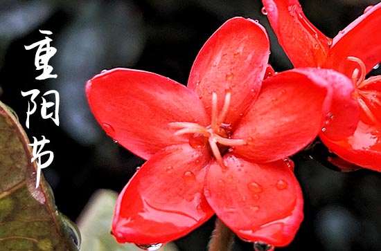 2023重阳节是哪天