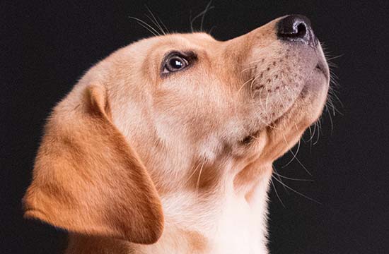 2025整年属狗取渔最佳吉日 属狗最佳取渔吉日2025年