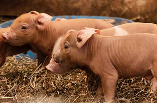 2025整年属猪搭鸡窝最佳吉日 2025生肖猪搭鸡窝黄道吉日