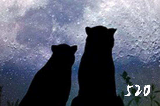 适合520倾心礼遇季发给前女友的话