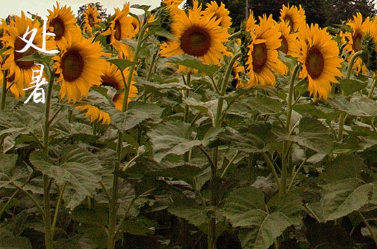 2024年处暑几月几日 2024年8月22日处暑习艺可以吗 2024年处暑几月几日 2024年8月22日处暑习艺可以吗