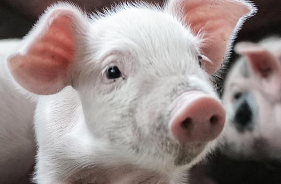 2025整年属猪挂招牌最佳吉日 属猪最佳挂招牌吉日2025年