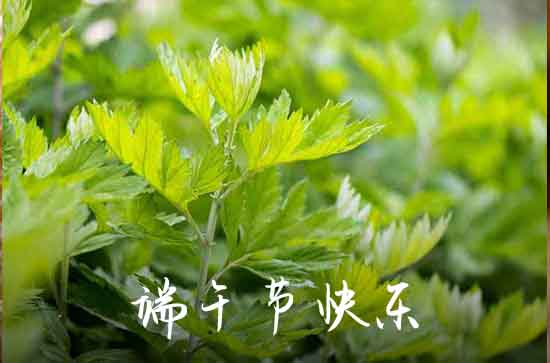 端午节祝福语10个字2023