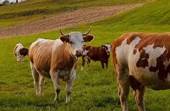 属牛人2024婚姻变故 属牛人2024婚姻变故