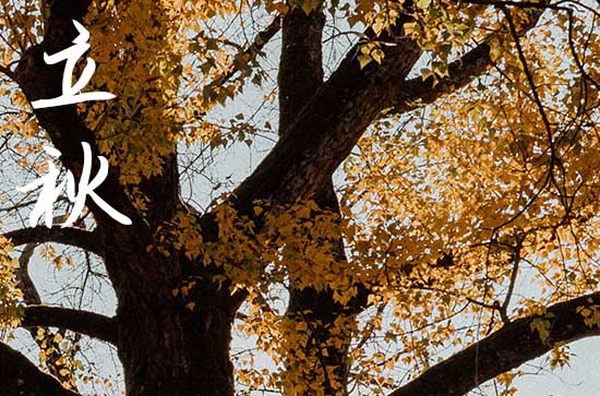 2024年立秋是多少号 2024年立秋能合寿木吗