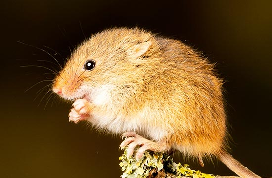 1984年属鼠2024年运势及运程详解  84年属鼠人2024年龙年每月运程