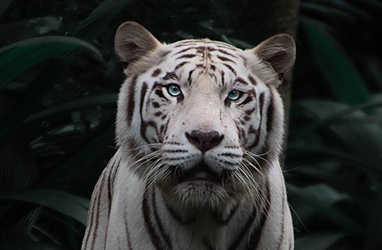 属虎人2024年每月运势及运程详解