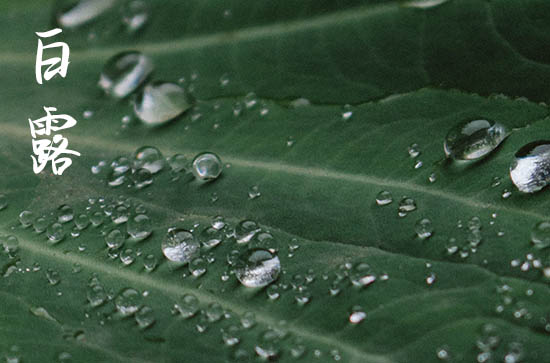 2024年白露是什么时候时间 2024年9月7日白露合寿木可以吗