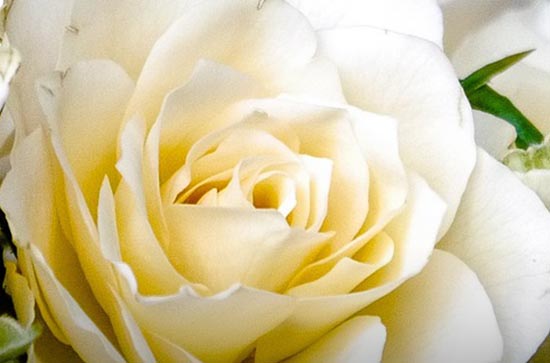 520情人节祝福语最温馨的话（150句）