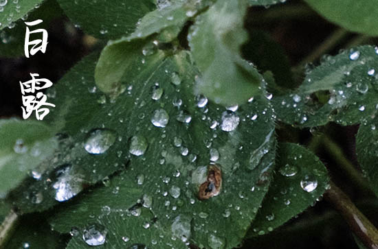 2024年白露农历时间 2024白露当天可以制作渔网吗