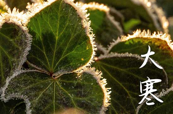 大寒节气祝福文案11篇