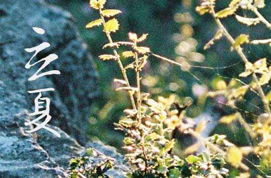 2024年立夏是几月几日 2024年立夏这天日子怎样