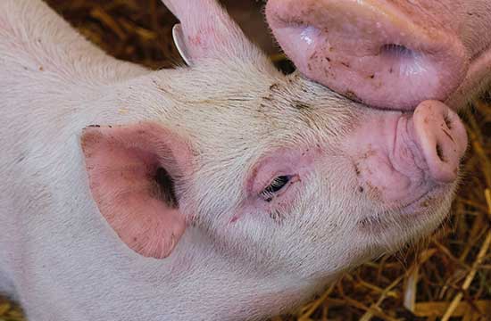 2024属猪运气差戴什么饰品