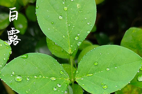 2024年农历几号白露 2024年白露能制作寿衣吗