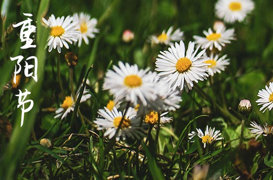 重阳节是9月8还是9月9