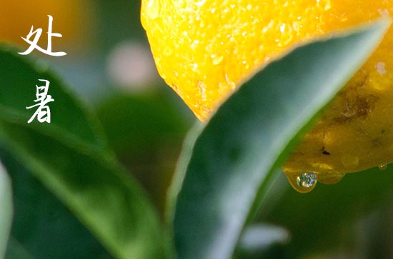 2024处暑是哪一天 2024年8月22日处暑这天搭窝好吗