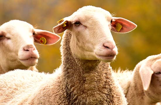 1967属羊2025年几岁