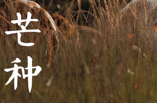 芒种可以种豆角黄瓜吗   芒种适合种植哪些农作物