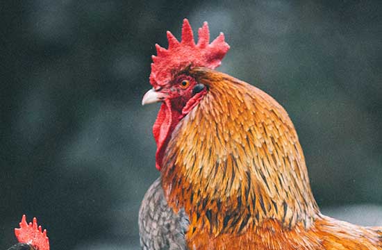 2025年生肖鸡最佳封顶吉日一览 2025整年属鸡封顶最佳吉日