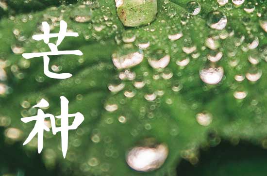 2024芒种是几月几号 芒种寓意什么意思 2024芒种是几月几号 芒种寓意什么意思