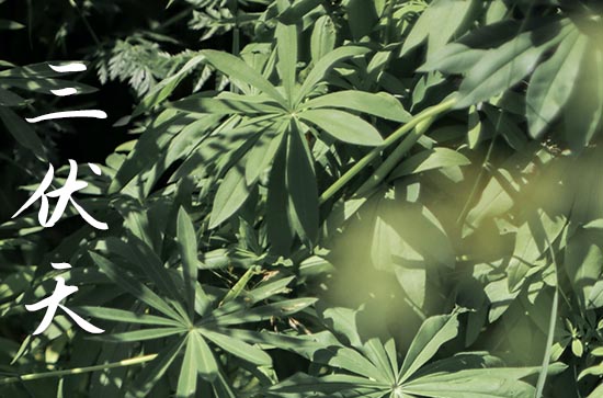 2023年哪天入伏第一天