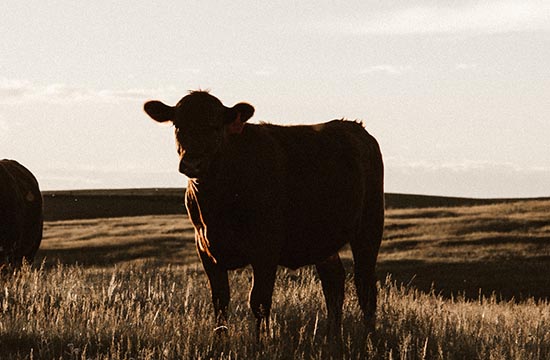 属牛最佳看医生吉日2025年 2025生肖牛看医生黄道吉日