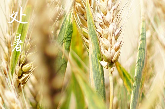 处暑是几月几号2024年 2024年8月22日处暑黄历