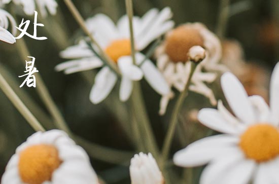 处暑2024年是几月几日星期几 今天日子好不好