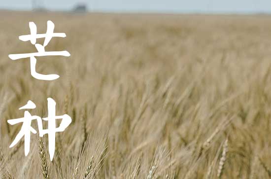 芒种节气的来历和风俗   芒种节气的气候特征