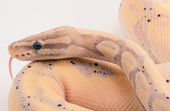 2024蛇年本命年可以结婚吗 属蛇本命年结婚注意事项 2024蛇年本命年可以结婚吗 属蛇本命年结婚注意事项