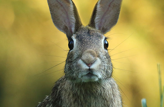 1987年属兔人2025年运势及运程 1987年属兔人2025年运势每月运势