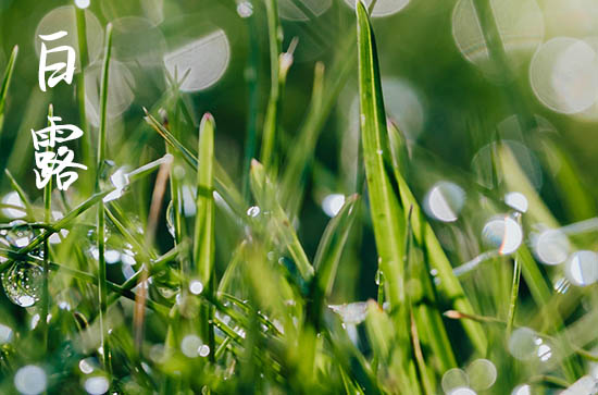 2024年农历几号白露 2024白露应聘好吗