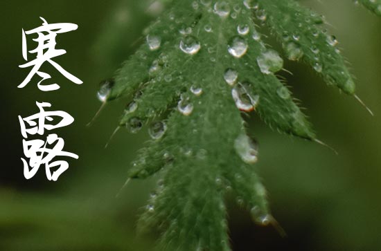 2023年寒露的物候特征 寒露过后冷吗