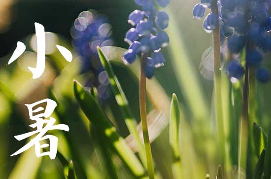 小暑是几月几号2024年 2024年7月6日小暑黄历