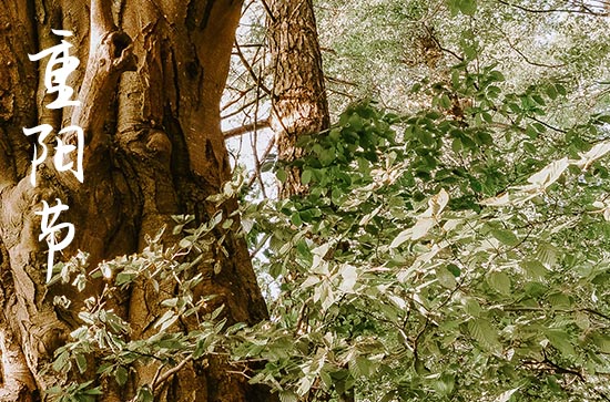 中国民间节日重阳节习俗 关于重阳节的由来 中国民间节日重阳节习俗 关于重阳节的由来