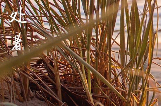 2024处暑是哪一天 2024处暑那天办婚礼好吗 2024处暑是哪一天 2024处暑那天办婚礼好吗