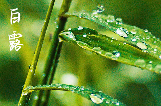 2024年农历几号白露 2024年9月7日白露这天适合就职典礼吗