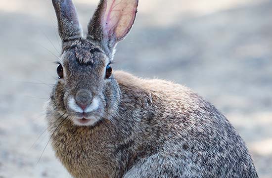 属兔人在2024年的整体运势如何