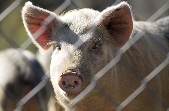 属猪人2024年每月运势及运程详解